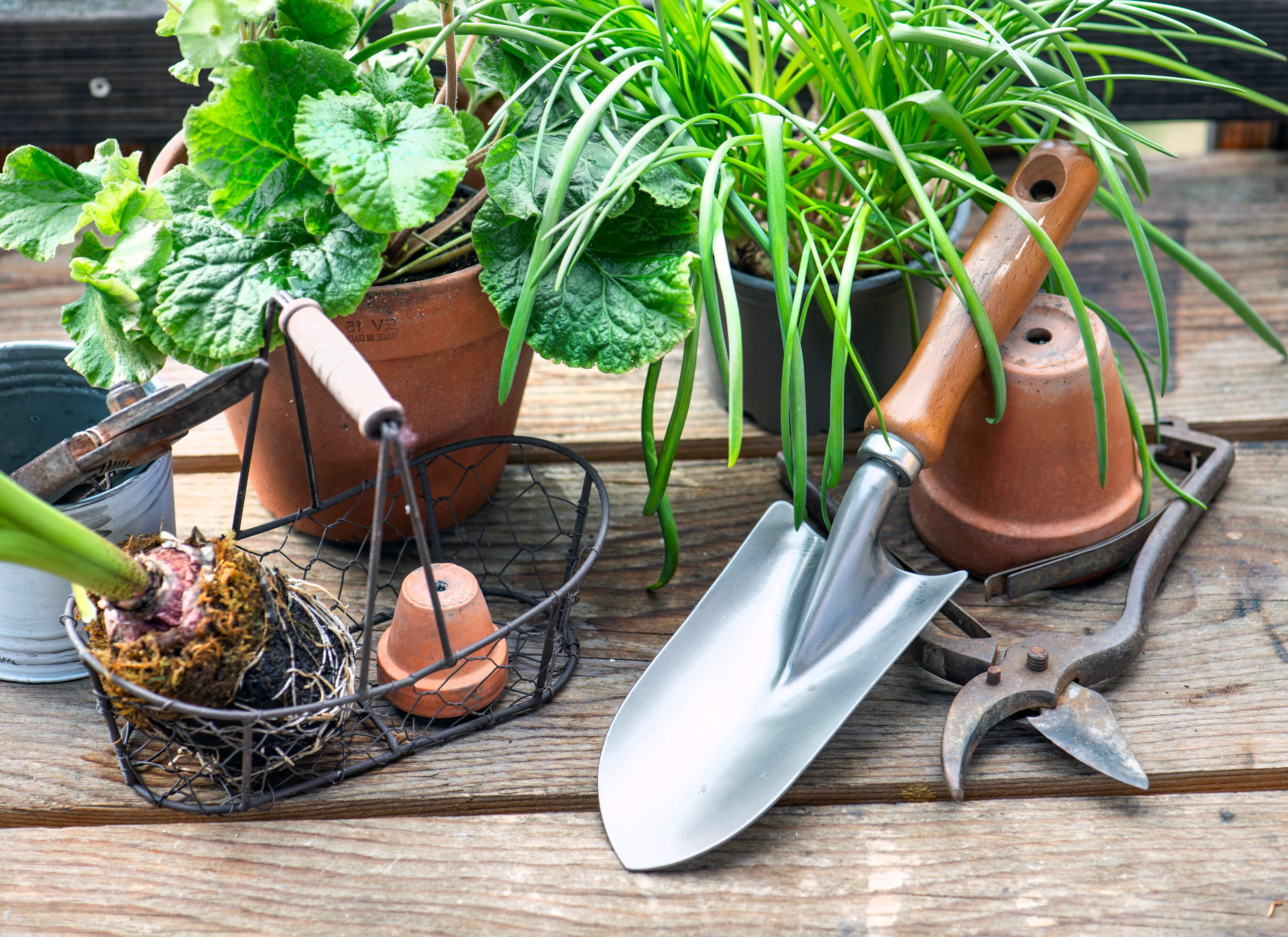 植え替えの道具と鉢植え