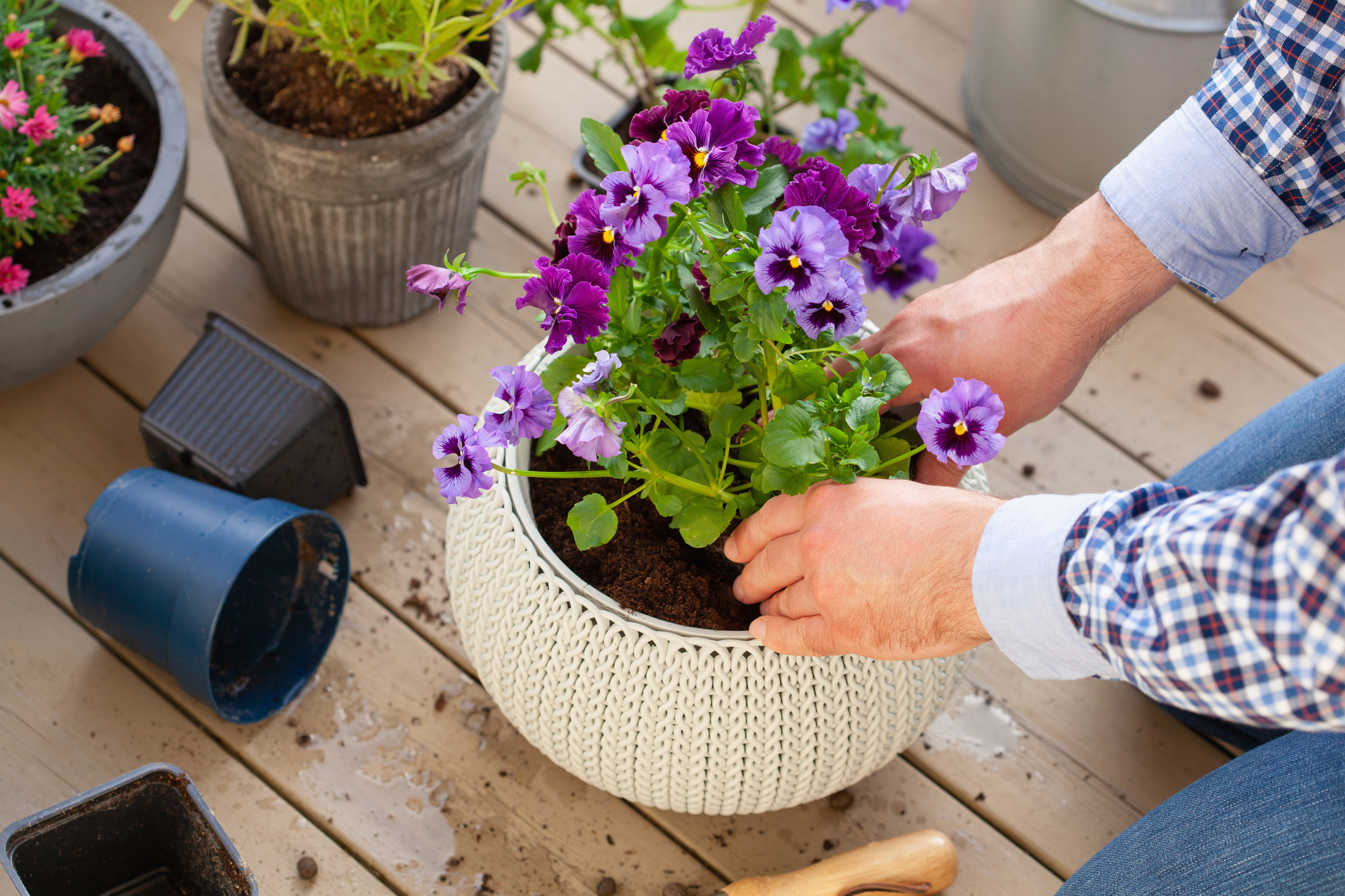 ベランダの寄せ植えを、季節に合わせて作り直し