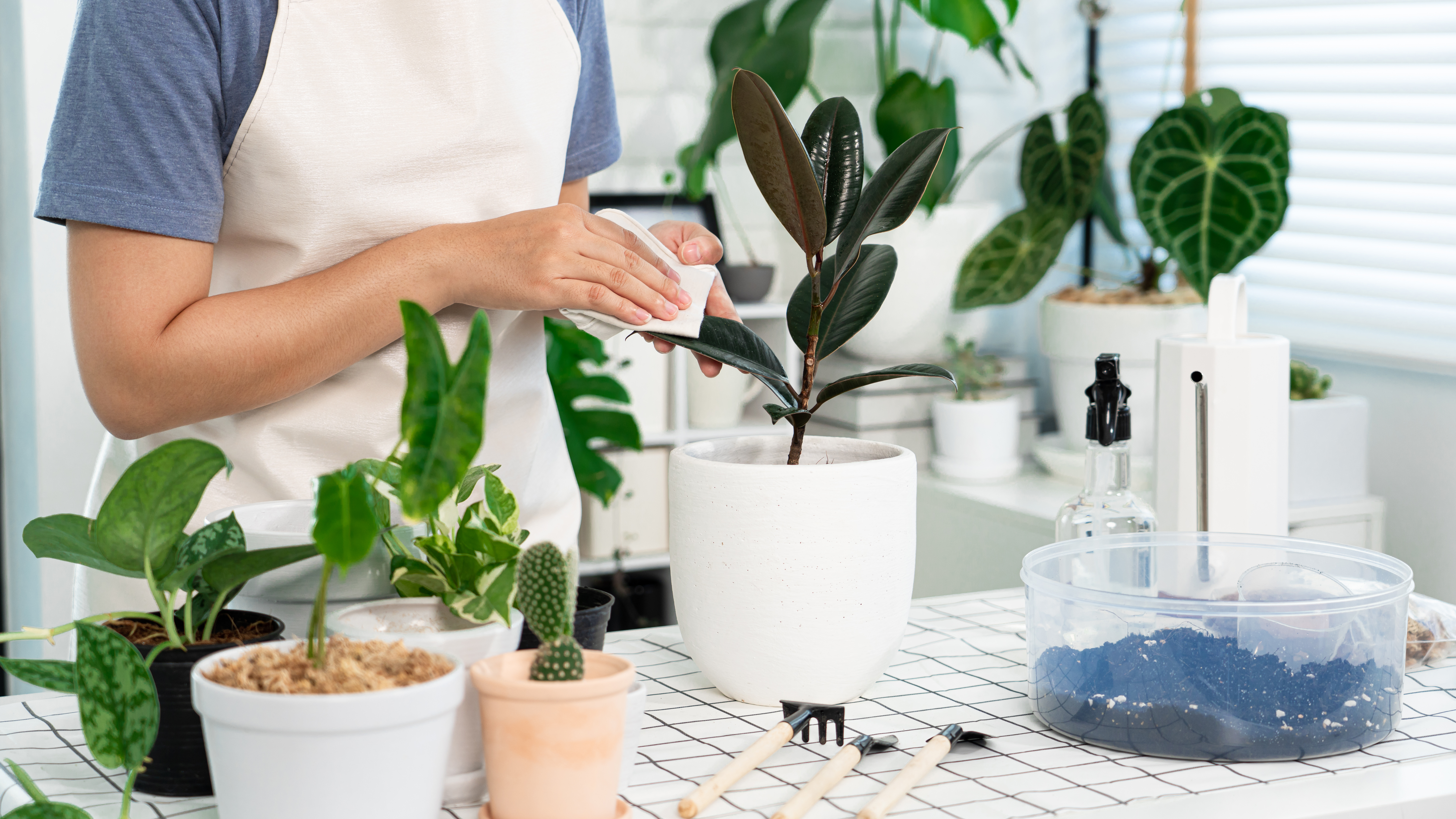 植物の手入れをする様子