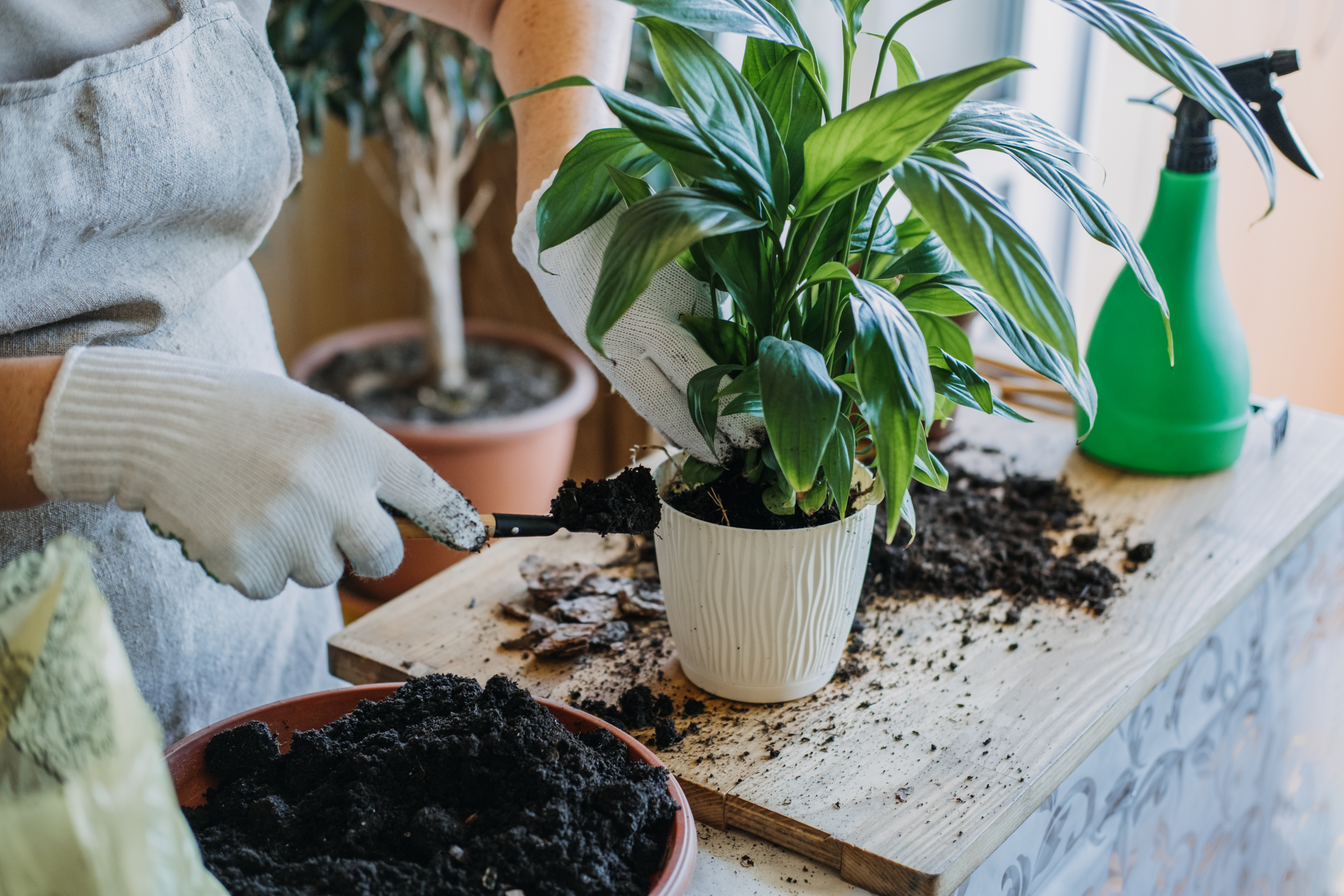 観葉植物を植え替える女性スタッフ
