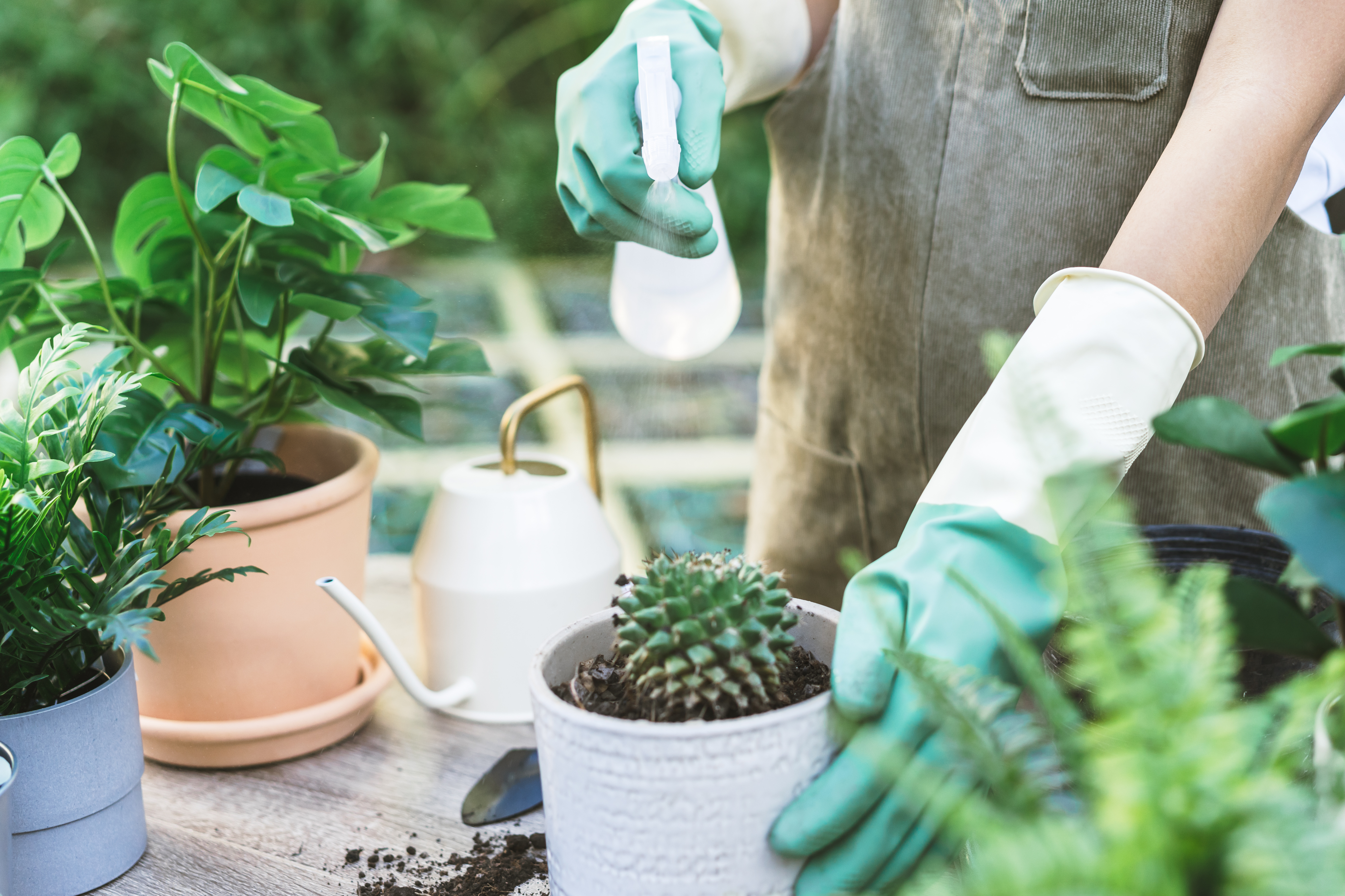 観葉植物に霧吹きをする女性スタッフ